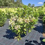 Hortenzia metlinatá (Hydrangea paniculata) ‘DHARUMA’ - výška 20-30 cm, kont. C2L 